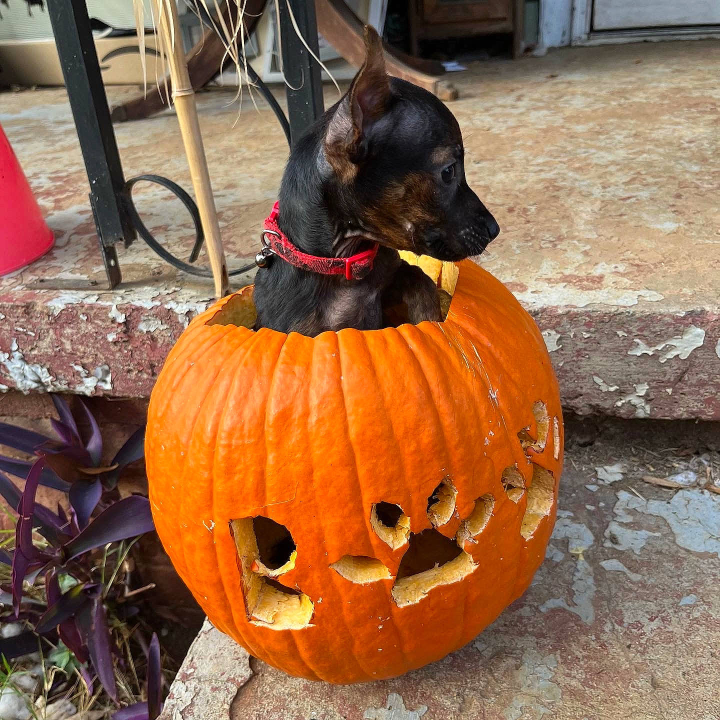 Colt is registered to the contest to win money with this photo: art, calabaza, carnivore, carving, collar, companion_dog, creative_arts, cucurbita, dog, gourd, jack_o_lantern, natural_foods, orange, plant, pumpkin, squash, trick_or_treat, vegetable, winter_squash, working_animal