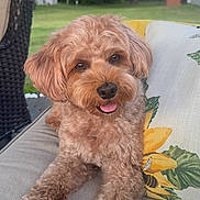 Milo is registered to the contest to win money with this photo: animal, backyard, canine, companion, curly_fur, cushion, cute, dog, fluffy, furniture, greenery, happy, nature, outdoor, pet, relaxed, sofa, summer, sunflower_pillow, tongue_out