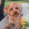 animal, backyard, canine, companion, curly_fur, cushion, cute, dog, fluffy, furniture, greenery, happy, nature, outdoor, pet, relaxed, sofa, summer, sunflower_pillow, tongue_out