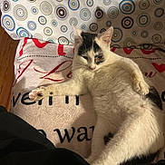Snowy is registered to the contest to win money with this photo: abyssinian, animal, architecture, blanket, building, cat, chair, couch, cushion, furniture, homedecor, indoors, kitten, linen, livingroom, manx, pet, quilt, room, siamese