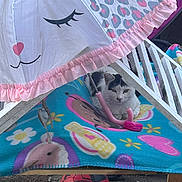 Snowball joined the competition — help win amazing prizes! cat, umbrella, blanket, soccer_ball, wooden_structure, pink, ruffle, heart, flower, pattern, toy, shelter, cozy, outdoor, pet, fabric, playmat, paws, face, fence