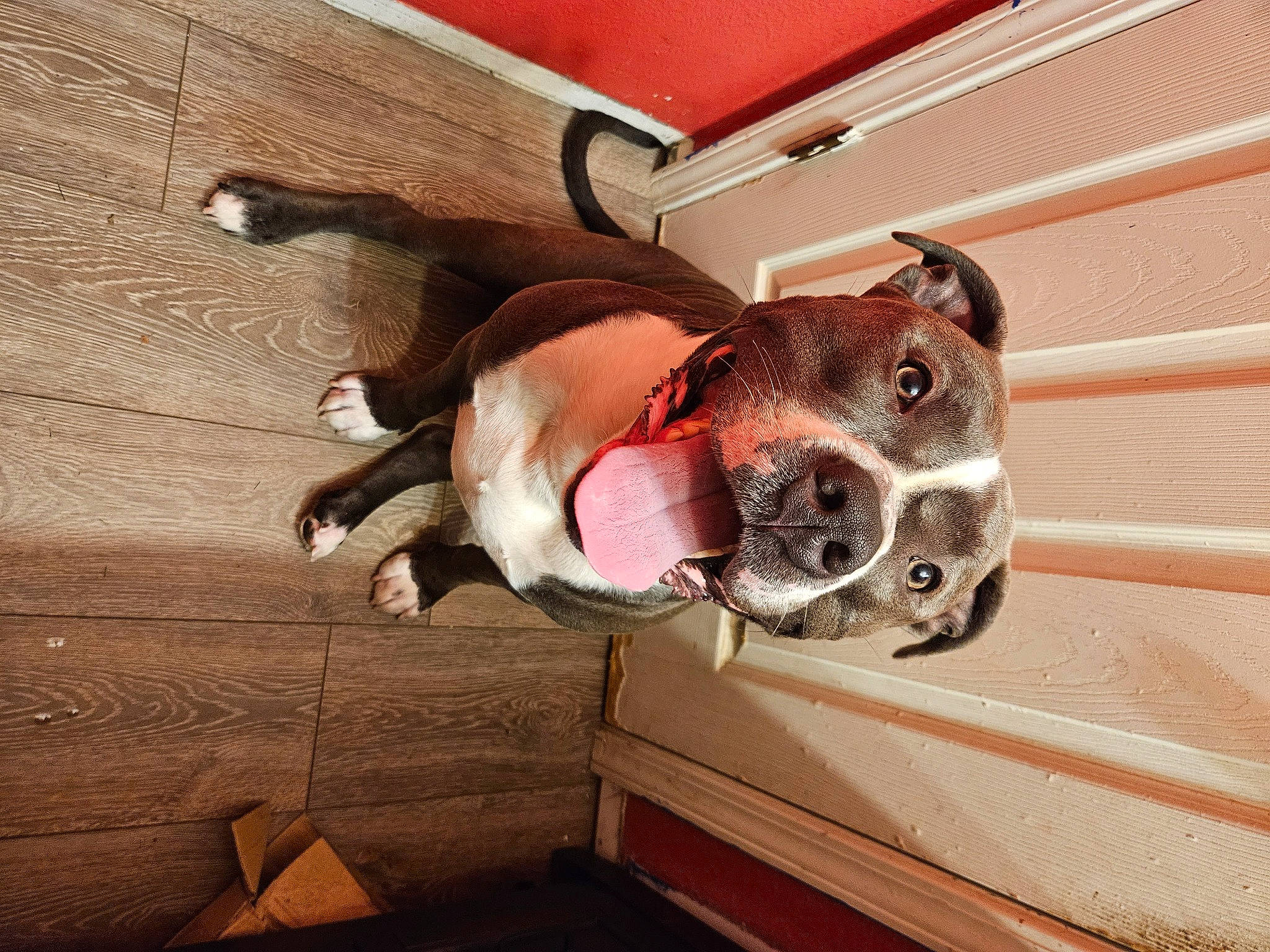 Azul joined the competition — help win amazing prizes! canidae, carnivore, collar, companion_dog, dog, dog_breed, dog_collar, dog_supply, fawn, hardwood, hood, liver, non_sporting_group, pet_supply, snout, sporting_group, vehicle_door, windshield, wood, working_animal