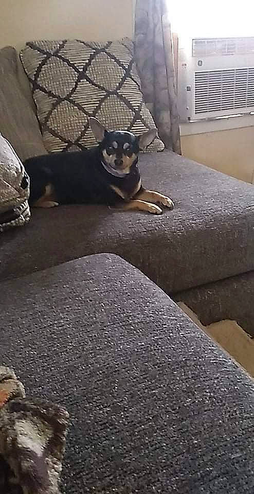 Daisy is registered to the contest to win money with this photo: carnivore, comfort, companion_dog, couch, dog, dog_breed, fawn, floor, flooring, grey, hardwood, linens, living_room, road_surface, studio_couch, tail, tints_and_shades, whiskers, wood, working_animal