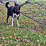 Bella participe au concours pour gagner de l'argent avec cette photo : dog, black_and_white, branch, grass, leaves, autumn, tree, playful, outdoor, nature, animal, pet, canine, fall, ears_up, mouth_holding, green_grass, leaf_litter, daylight, park