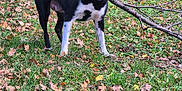 Bella a rejoint le concours — aidez-le/la à gagner de superbes lots ! dog, black_and_white, branch, grass, autumn_leaves, tree_trunk, outdoor, nature, playful, animal, canine, park, fall, leaf_litter, tree, pet, muzzle, standing, daylight, greenery