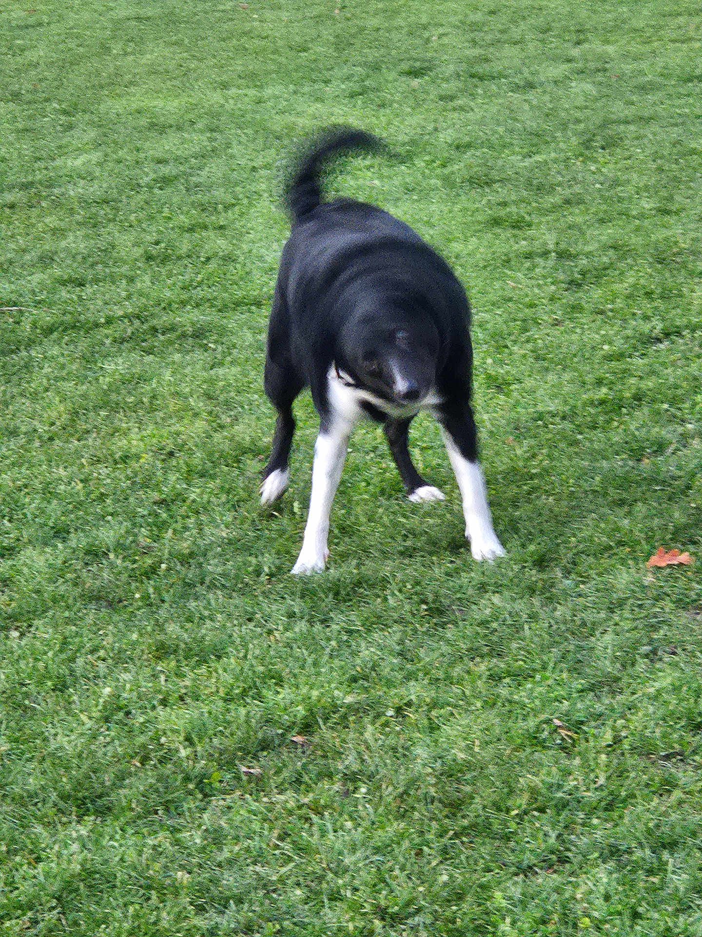 Bella a rejoint le concours — aidez-le/la à gagner de superbes lots ! dog, black_and_white, grass, outdoor, animal, pet, motion_blur, tail, shake, canine, nature, playful, fur, walking, park, daytime, grass_field, mammal, blur, active
