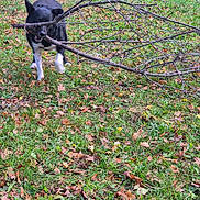 Bella participe au concours pour gagner de l'argent avec cette photo : dog, black_dog, white_paws, tree_branch, grass, autumn_leaves, outdoor, playful, nature, fall, canine, pet, animal, leaf_litter, greenery, daylight, walking, active, fun, energetic
