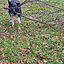 dog, black_dog, white_paws, tree_branch, grass, autumn_leaves, outdoor, playful, nature, fall, canine, pet, animal, leaf_litter, greenery, daylight, walking, active, fun, energetic