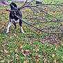 Bella a rejoint le concours — aidez-le/la à gagner de superbes lots ! dog, black_and_white, branch, grass, leaves, tree, autumn, outdoor, playful, animal, nature, park, canine, fall, bark, pet, chewing, daylight, fun, energy
