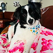 Blaze is registered to the contest to win money with this photo: dog, black_and_white, bandana, pink_blanket, teddy_bear_pattern, indoor, couch, leather_couch, pet, animal, cute, cozy, resting, fur, ears, eyes, nose, home_decor, wall_art, blanket