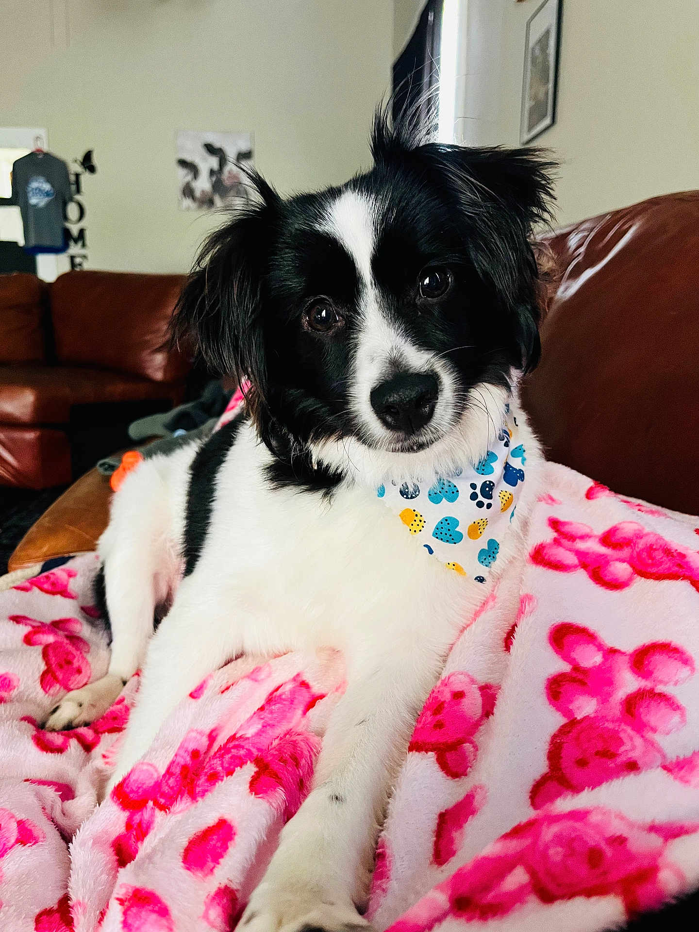 Blaze is registered to the contest to win money with this photo: dog, black_and_white, bandana, pink_blanket, teddy_bear_pattern, indoor, couch, leather_couch, pet, animal, cute, cozy, resting, fur, ears, eyes, nose, home_decor, wall_art, blanket