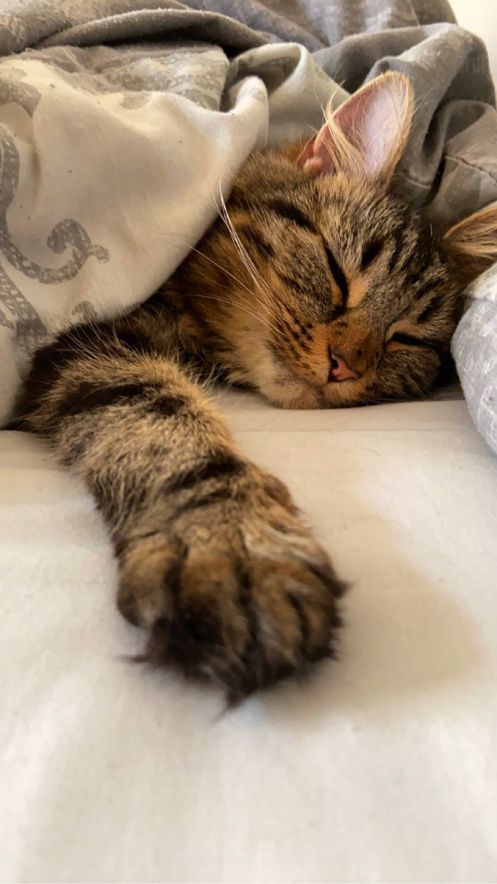 Dotty is registered to the contest to win money with this photo: carnivore, cat, claw, comfort, domestic_short_haired_cat, felidae, fur, nap, paw, sleep, small_to_medium_sized_cats, snout, tail, terrestrial_animal, whiskers