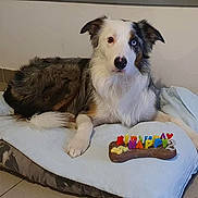 Sparrow a rejoint le concours — aidez-le/la à gagner de superbes lots ! dog, birthday, bone, heterochromia, pet_bed, indoor, tile_floor, white_wall, multicolored_candles, celebration, animal, canine, paw, fur, laying_down, looking_at_camera, cozy, domestic, cute, pet