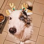 Sparrow participe au concours pour gagner de l'argent avec cette photo : dog, heterochromia, reindeer_antlers, costume, pet, curious, floor_tiles, food_bowl, indoor, white_fur, brown_fur, black_fur, canine, animal, holiday, festive, cute, looking_up, domestic, companion