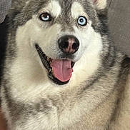 Ted is registered to the contest to win money with this photo: dog, siberian_husky, blue_eyes, smiling, tongue_out, pet, canine, fur, indoors, couch, relaxed, closeup, animal, friendly, companion, mammal, portrait, happy, cute, domestic