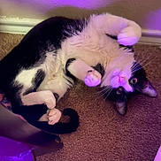 Jojo is registered to the contest to win money with this photo: baseboard, carpet, cat, close_up, curious, cute, eye_contact, fur, indoor, lying_on_back, paws, pet, playful, portrait, purple_lighting, relaxed, tail, tuxedo_cat, wall, whiskers