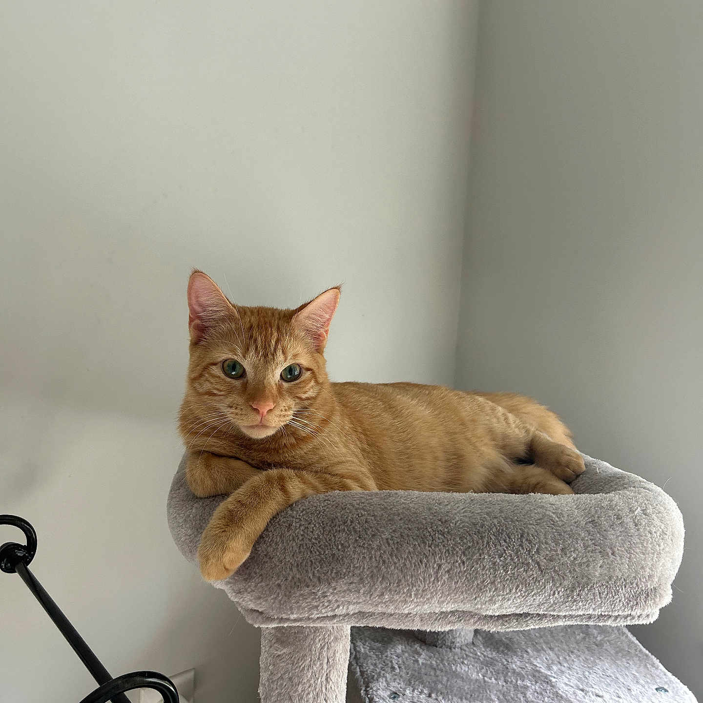 Theodore