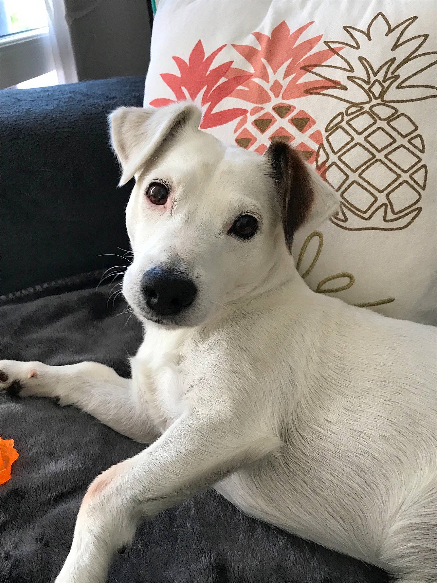 Foster a rejoint le concours — aidez-le/la à gagner de superbes lots ! canidae, carnivore, companion_dog, dog, dog_breed, mammal, non_sporting_group, puppy, rare_breed_dog, russell_terrier, vertebrate, whiskers