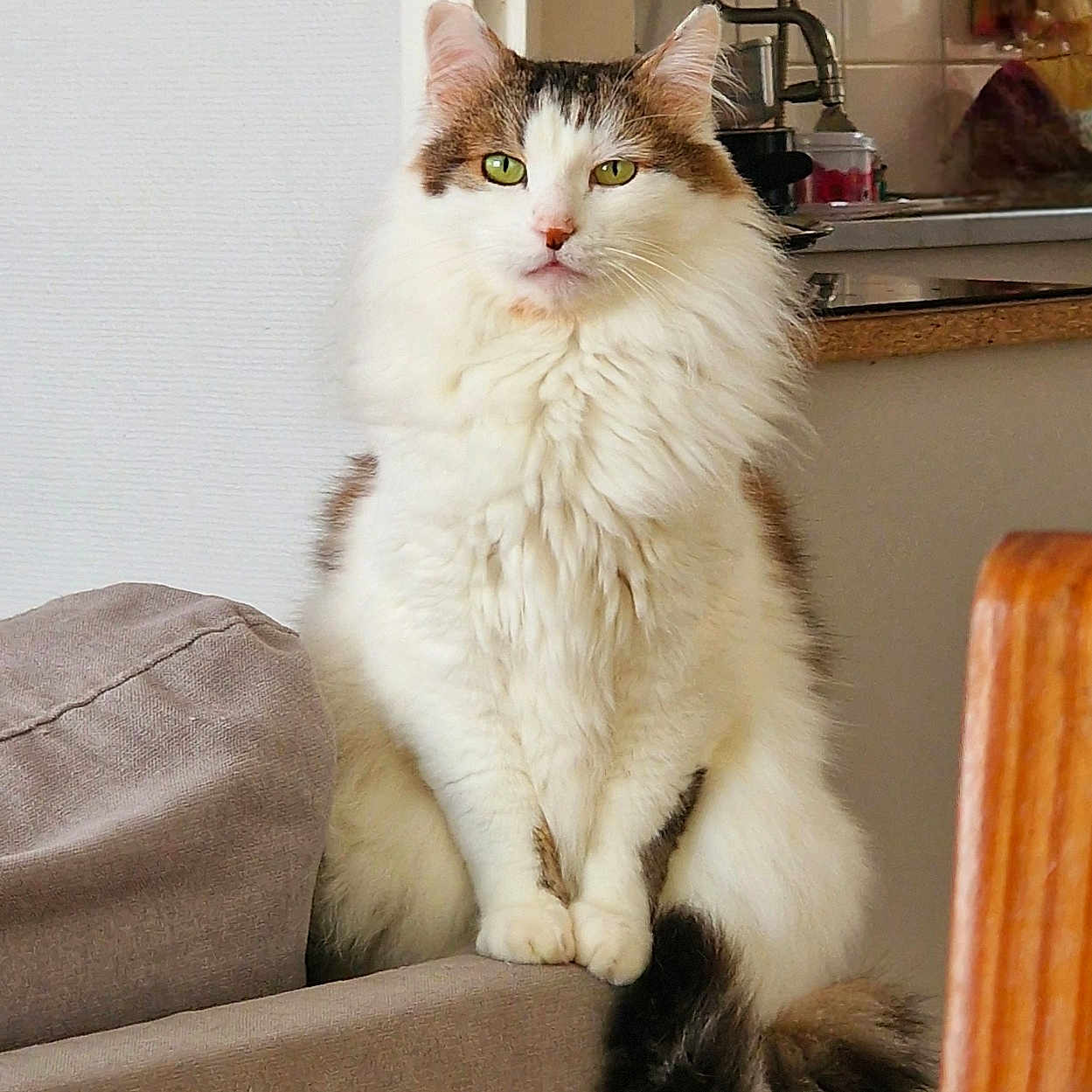 Oreo participe au concours pour gagner de l'argent avec cette photo : abyssinian, angora, animal, architecture, armchair, building, cat, chair, couch, furniture, hardwood, homedecor, indoors, kitten, livingroom, manx, pet, plant, room, wood