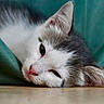 cat, kitten, sleepy, gray_and_white, floor, teal_fabric, pet, animal, cute, relaxed, close_up, whiskers, ears, indoor, young_cat, feline, resting, portrait, soft_fur, domestic_cat