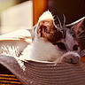 cat, kitten, pet, animal, fur, whiskers, ear, paw, hat, woven, sunlight, indoor, cozy, soft_focus, playful, toy, curious, closeup, relaxing, home