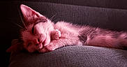 Pacha participe au concours pour gagner de l'argent avec cette photo : adorable, animal, cat, closeup, cozy, cushion, cute, fur, indoor, kitten, nap, paw, pet, pink_tint, relaxation, resting, sleeping, small, soft_light, texture