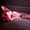 Pacha participe au concours pour gagner de l'argent avec cette photo : kitten, cat, sleeping, nap, cushion, cozy, fur, paw, closeup, indoor, pet, cute, relaxation, soft_light, texture, pink_tint, animal, resting, small, adorable