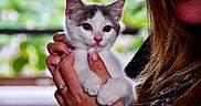 Pacha participe au concours pour gagner de l'argent avec cette photo : kitten, cat, pet, animal, cute, white, gray, hand, person, smile, face, nail_polish, ring, close_up, portrait, indoor, greenery, blurred_background, soft_light, furry