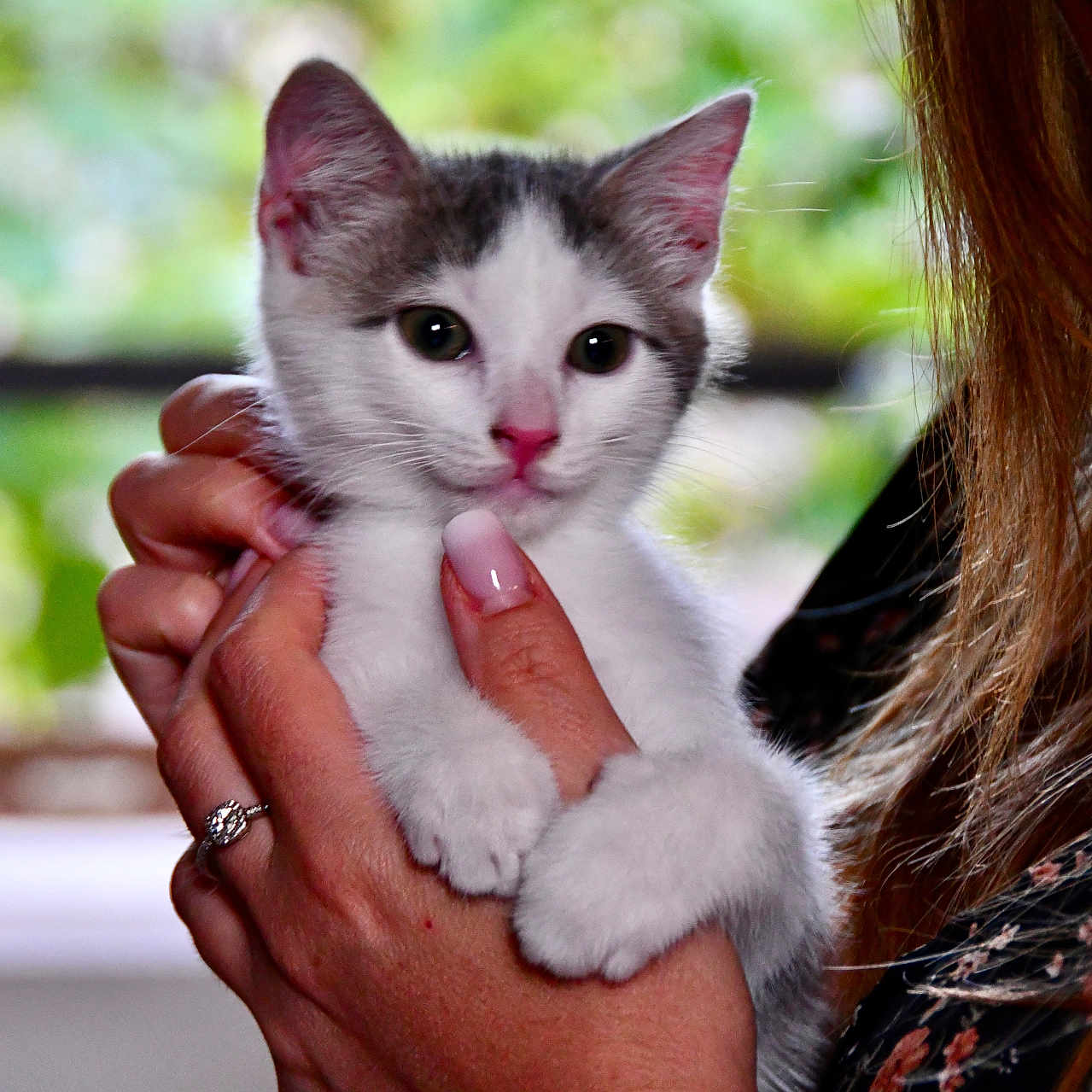 Pacha participe au concours pour gagner de l'argent avec cette photo : kitten, cat, pet, animal, cute, white, gray, hand, person, smile, face, nail_polish, ring, close_up, portrait, indoor, greenery, blurred_background, soft_light, furry