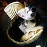 Pacha a rejoint le concours — aidez-le/la à gagner de superbes lots ! cat, kitten, hat, straw_hat, sunlight, shadow, pet, animal, feline, curious, indoor, resting, cute, whiskers, ears, fur, closeup, texture, light, cozy