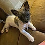 Archie is registered to the contest to win money with this photo: dog, puppy, couch, brown_couch, white_fur, gray_fur, pet, indoors, pillow, checkered_pillow, looking_up, curious, small_dog, fur, animal, resting, cozy, living_room, cute, companion