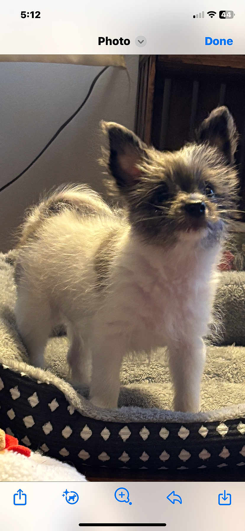 Archie joined the competition — help win amazing prizes! dog, puppy, pet_bed, furry, small_dog, ears, alert, indoors, cozy, animal, cute, fluffy, companion, domestic_animal, standing, fur, bed, home, pet, adorable
