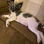Archie is registered to the contest to win money with this photo: dog, puppy, couch, pet, fur, relaxed, indoors, brown, white, black, ears, cute, animal, laying, furniture, home, companion, small, fluffy, resting