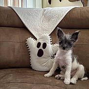 Archie is registered to the contest to win money with this photo: puppy, dog, couch, pillow, ghost_pillow, white_cloth, brown_couch, indoor, pet, small_dog, furry, ears, cute, sitting, living_room, decor, cozy, animal, home, soft