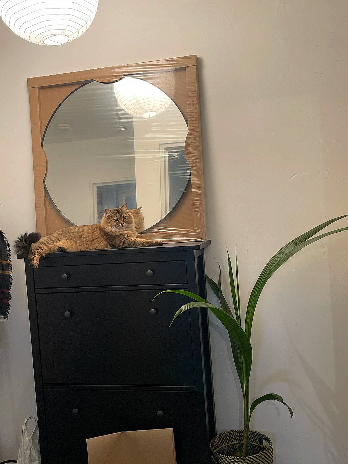 Nova a rejoint le concours — aidez-le/la à gagner de superbes lots ! bathroom_cabinet, cabinetry, ceiling, chest, chest_of_drawers, cupboard, door, drawer, flooring, hardwood, home_door, houseplant, mirror, molding, plant, plaster, shelf, shelving, wood, wood_stain