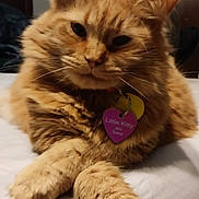 Sassafrass is registered to the contest to win money with this photo: animal, bed, cat, close_up, collar, crossed_paws, domestic_cat, ears, face, fluffy, fur, heart_shaped_tag, indoor, mammal, orange_tabby, paws, pet, relaxed, tag, whiskers