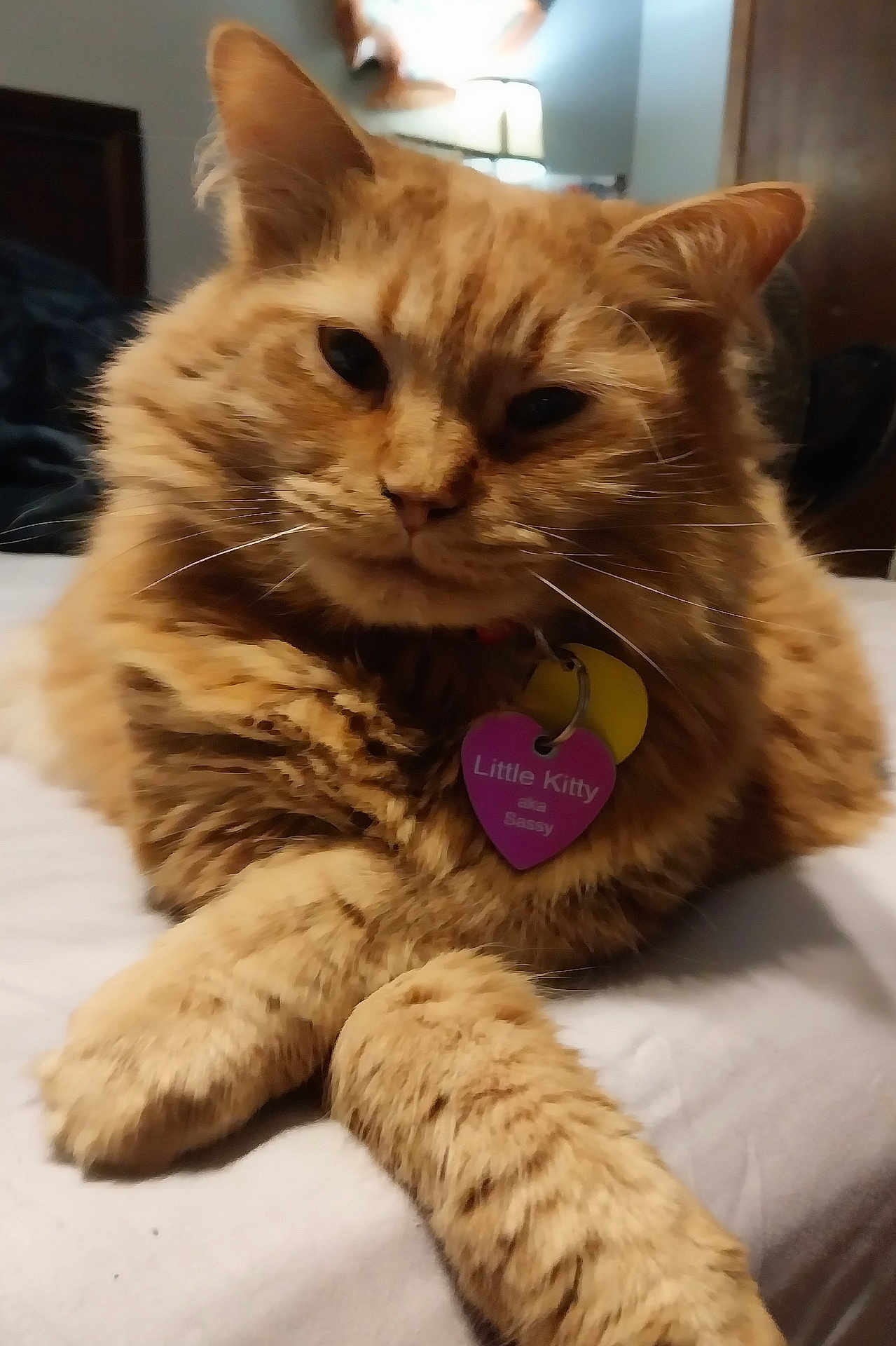 Sassafrass is registered to the contest to win money with this photo: animal, bed, cat, close_up, collar, crossed_paws, domestic_cat, ears, face, fluffy, fur, heart_shaped_tag, indoor, mammal, orange_tabby, paws, pet, relaxed, tag, whiskers