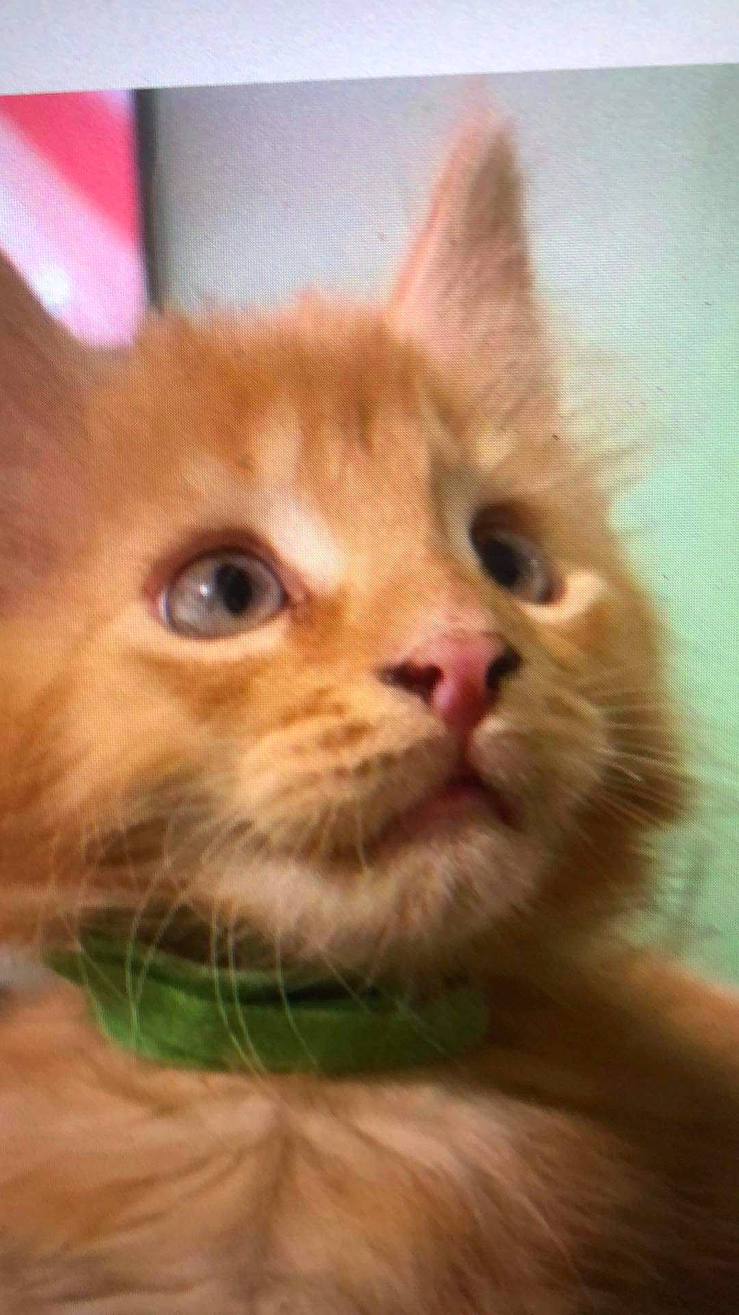 Scooby participe au concours pour gagner de l'argent avec cette photo : carnivore, cat, domestic_short_haired_cat, ear, fawn, felidae, fur, mammal, paw, small_to_medium_sized_cats, snout, tail, terrestrial_animal, whiskers