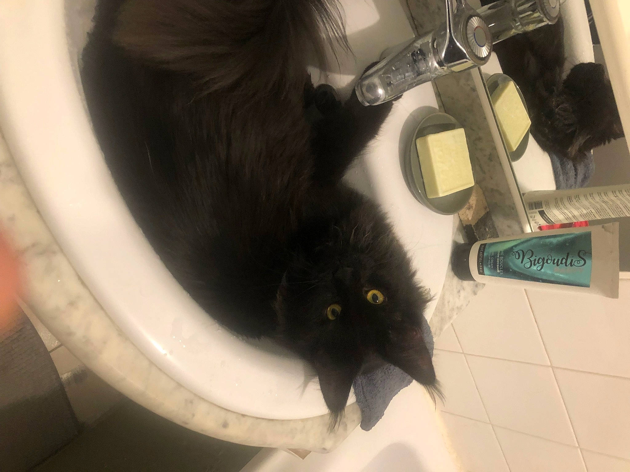 Shanel participe au concours pour gagner de l'argent avec cette photo : bathroom, black_cat, bombay, cable, carnivore, cat, domestic_short_haired_cat, electrical_wiring, felidae, flooring, fur, machine, plumbing, plumbing_fixture, room, small_to_medium_sized_cats, tail, tap, toilet, whiskers