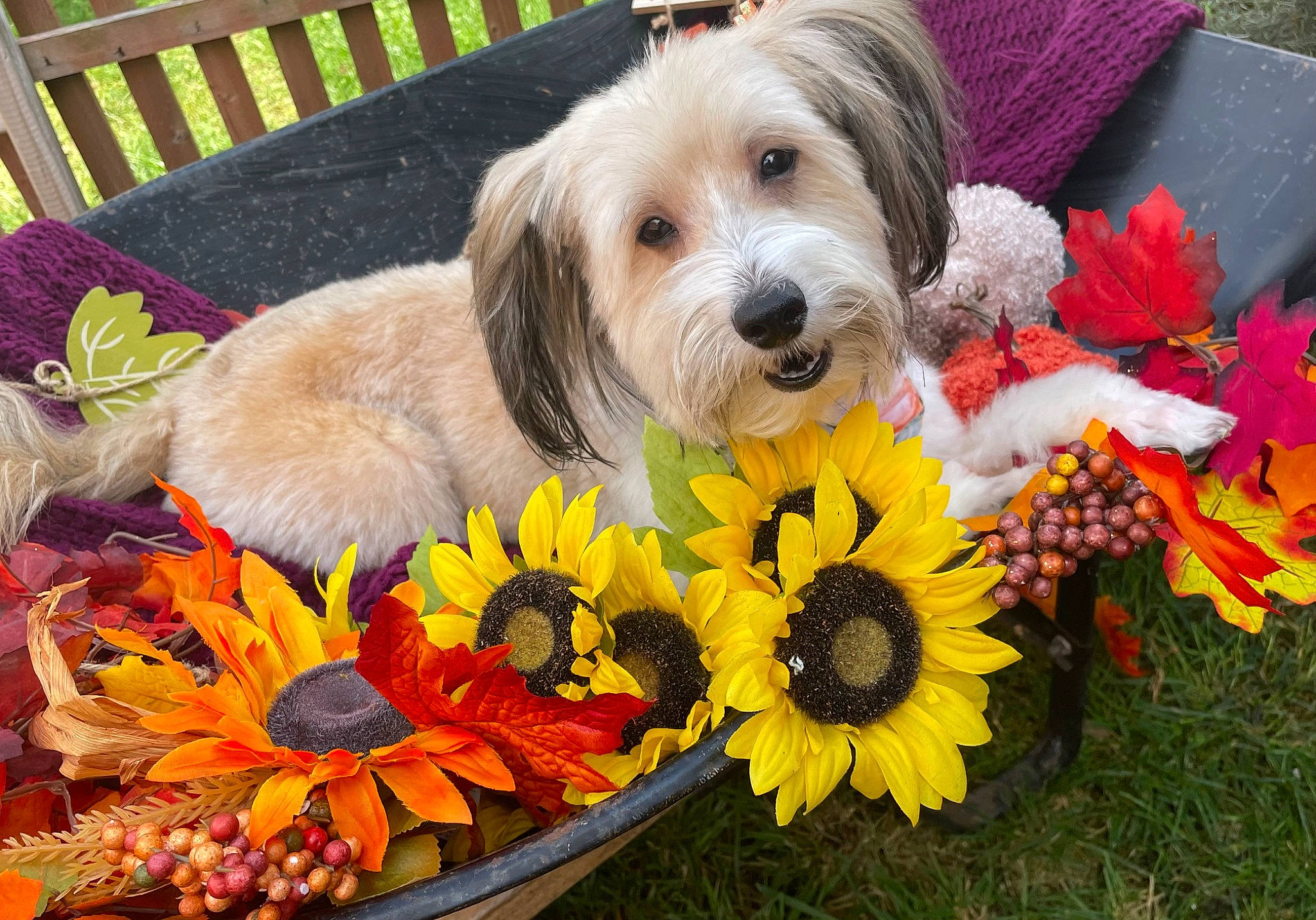 Annabell is registered to the contest to win money with this photo: annual_plant, carnivore, companion_dog, cut_flowers, dog, dog_breed, dog_clothes, dog_supply, floristry, flower, flower_arranging, flowering_plant, grass, pet_supply, petal, plant, small_terrier, sporting_group, terrier, toy_dog