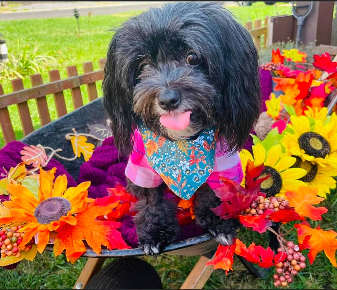 Gigi is registered to the contest to win money with this photo: annual_plant, canidae, carnivore, chair, companion_dog, dog, dog_breed, dog_clothes, dog_supply, fence, flower, grass, liver, magenta, petal, plant, sporting_group, terrier, toy_dog, water_dog