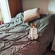 Kitty participe au concours pour gagner de l'argent avec cette photo : cat, bed, pillow, bedding, indoor, fur, pet, animal, curious, resting, furniture, room, cozy, domestic, whiskers, ears, tail, sleeping_area, textile, home