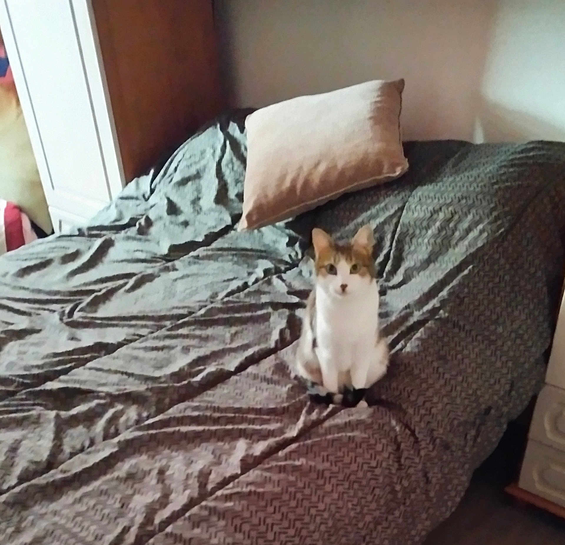 Kitty participe au concours pour gagner de l'argent avec cette photo : cat, bed, pillow, bedding, indoor, fur, pet, animal, curious, resting, furniture, room, cozy, domestic, whiskers, ears, tail, sleeping_area, textile, home