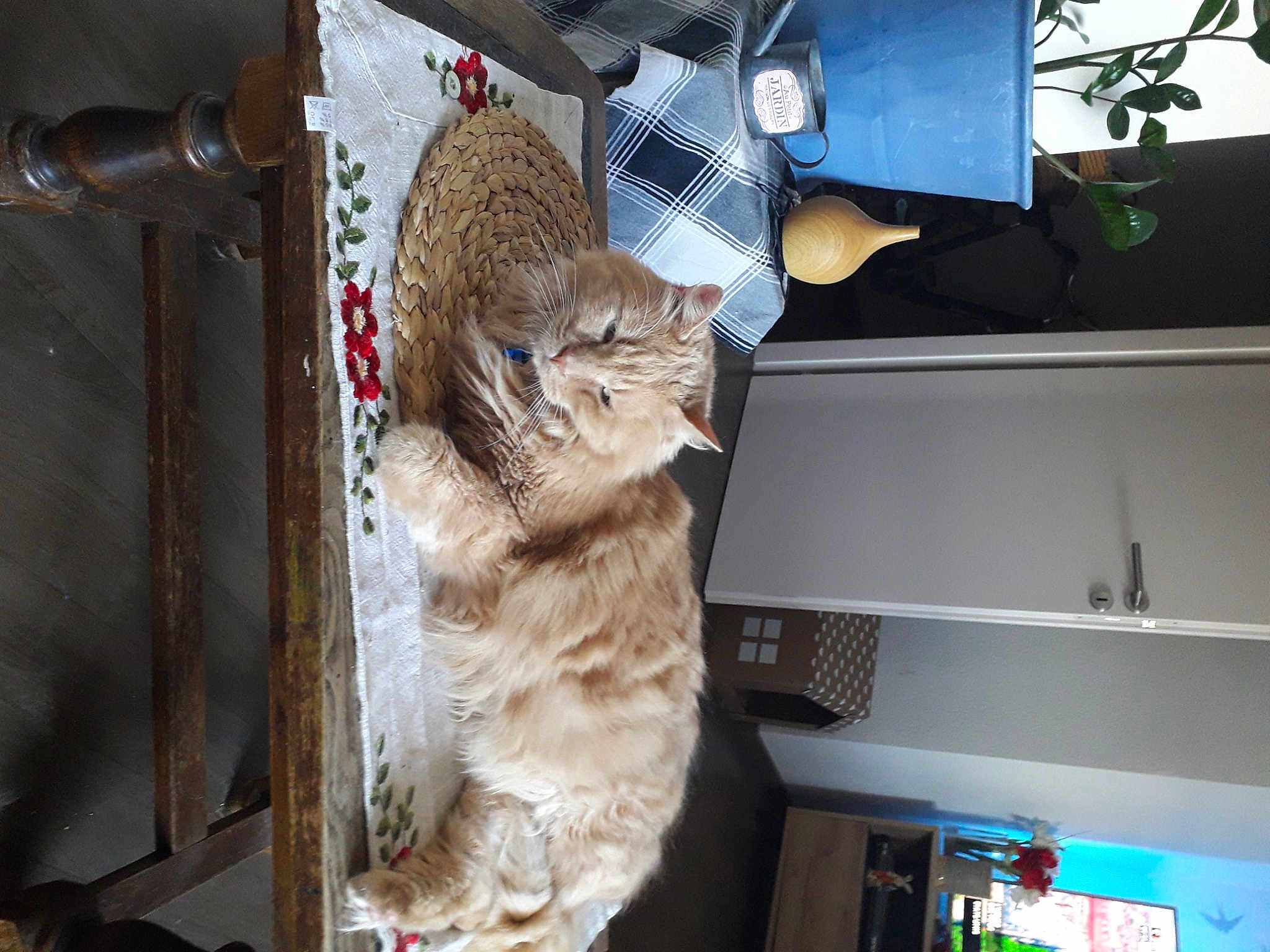 Cookie