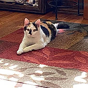 Coco joined the competition — help win amazing prizes! animal, calico, cat, cozy, cute, domestic, ear, floor, furniture, home, indoor, lying_down, pattern, pet, relaxed, rug, sunlight, tail, whisker, wood_floor