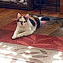 animal, calico, cat, cozy, cute, domestic, ear, floor, furniture, home, indoor, lying_down, pattern, pet, relaxed, rug, sunlight, tail, whisker, wood_floor