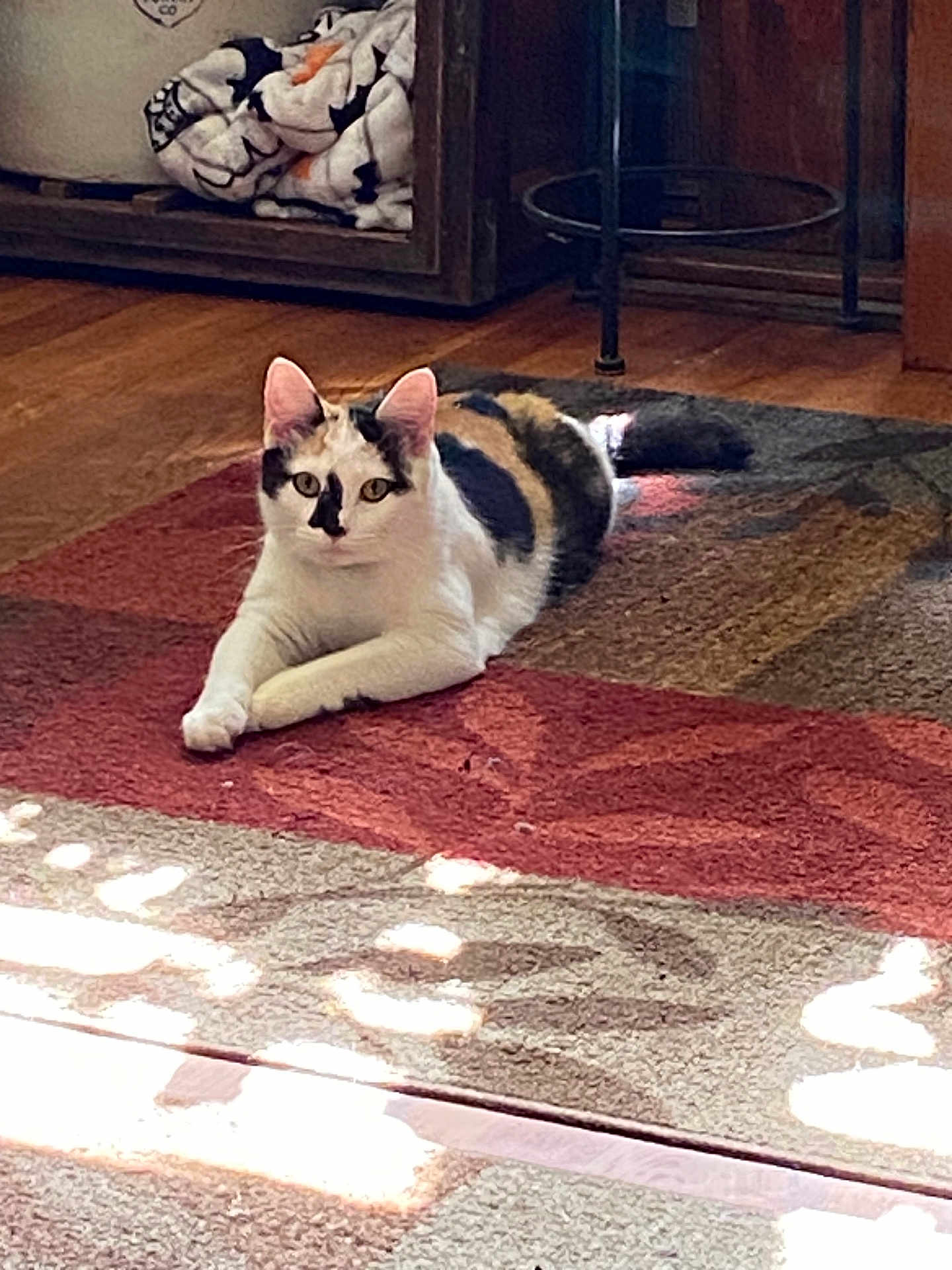 Coco joined the competition — help win amazing prizes! animal, calico, cat, cozy, cute, domestic, ear, floor, furniture, home, indoor, lying_down, pattern, pet, relaxed, rug, sunlight, tail, whisker, wood_floor