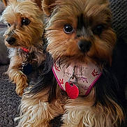 Zuri And Zae is registered to the contest to win money with this photo: dog, yorkshire_terrier, pet, cute, fur, small_dog, indoor, couch, relaxed, two_dogs, animal, canine, domestic_animal, companion, friendly, closeup, fluffy, sitting, tag, harness