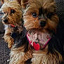dog, yorkshire_terrier, pet, cute, fur, small_dog, indoor, couch, relaxed, two_dogs, animal, canine, domestic_animal, companion, friendly, closeup, fluffy, sitting, tag, harness