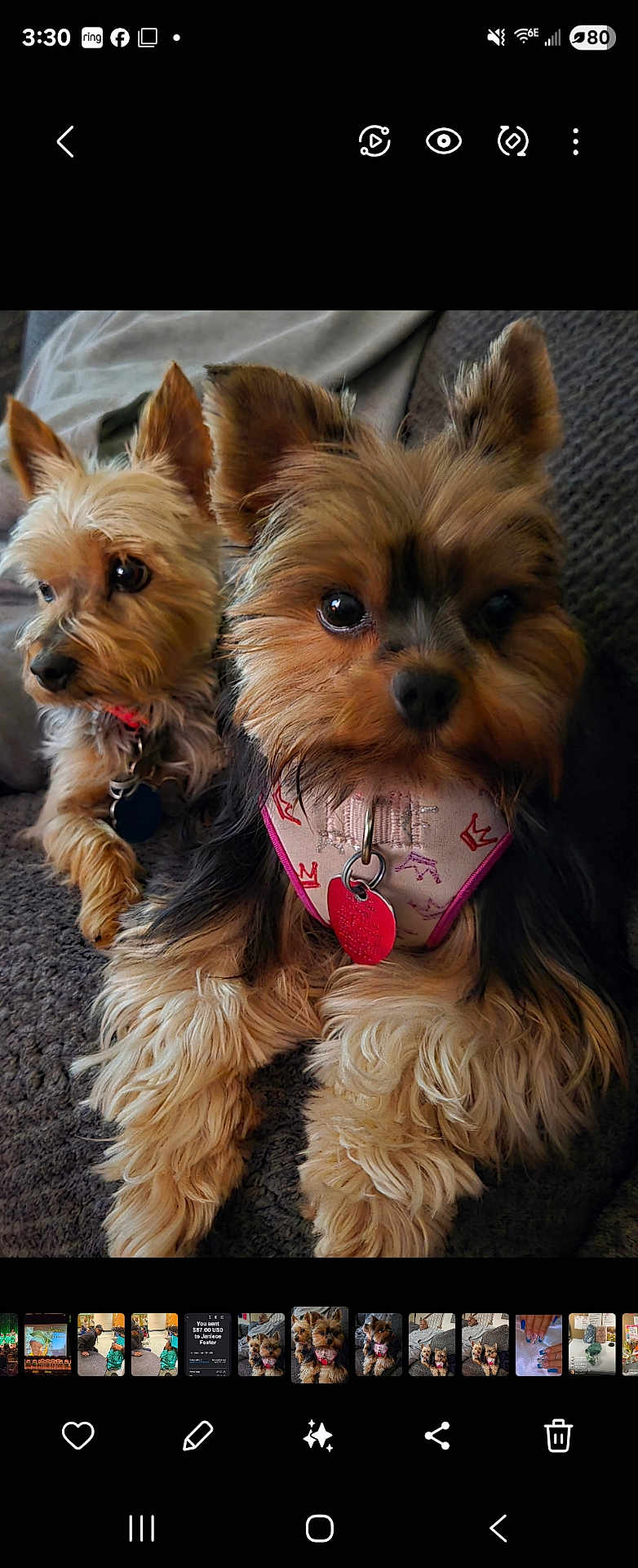 Zuri And Zae is registered to the contest to win money with this photo: dog, yorkshire_terrier, pet, cute, fur, small_dog, indoor, couch, relaxed, two_dogs, animal, canine, domestic_animal, companion, friendly, closeup, fluffy, sitting, tag, harness